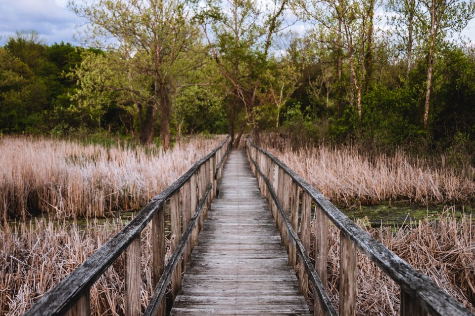 Path landscape nature