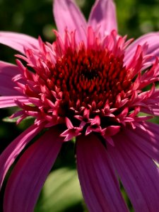Echinacea Pink Double Delight
