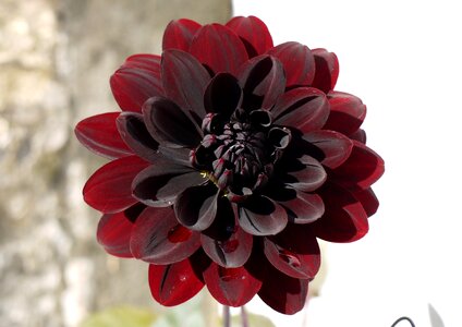Dahlia karma choc flower
