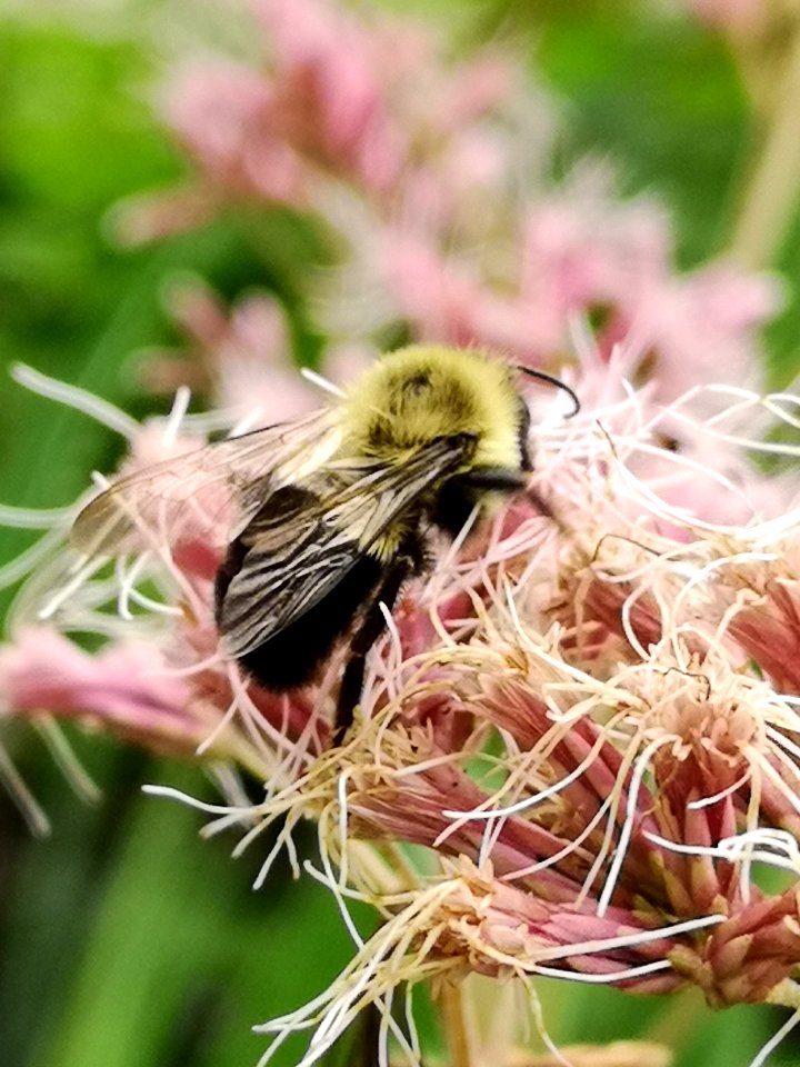 Bee on Joe Pye weed