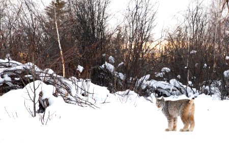 Lynx At Yukon Flats National Wildlife Refuge