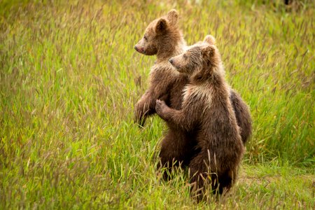 Kodiak bear photo