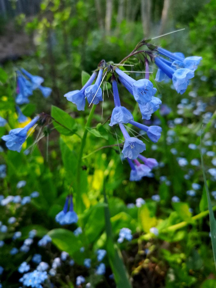 Mertensia virginica with forget-me-not