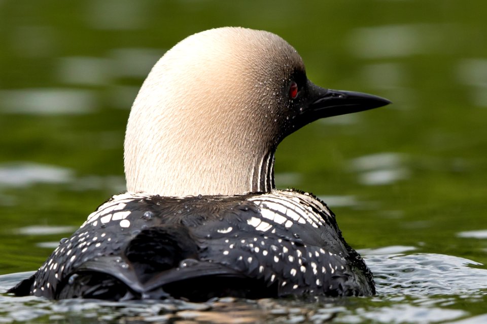 Pacific loon