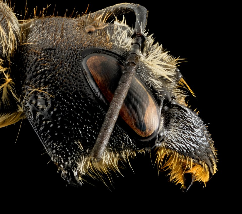 Megachile, U, SIde of head, UTAH 2014-03-27-10.08.27 ZS PMax