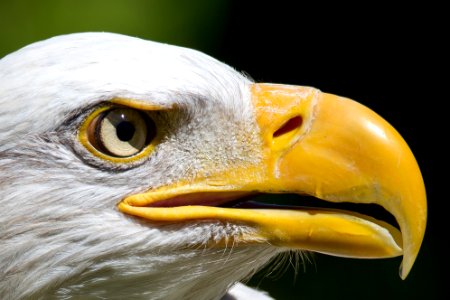 Bald eagle
