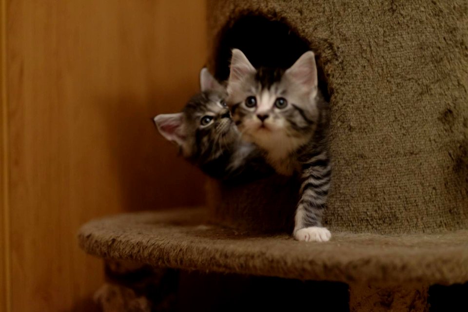 Chatons GALIT 13.12.2015 - Février 2016