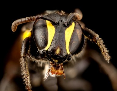 Hylaeus nubilosus, f, australia, face 2014-08-14-12.11.00 ZS PMax