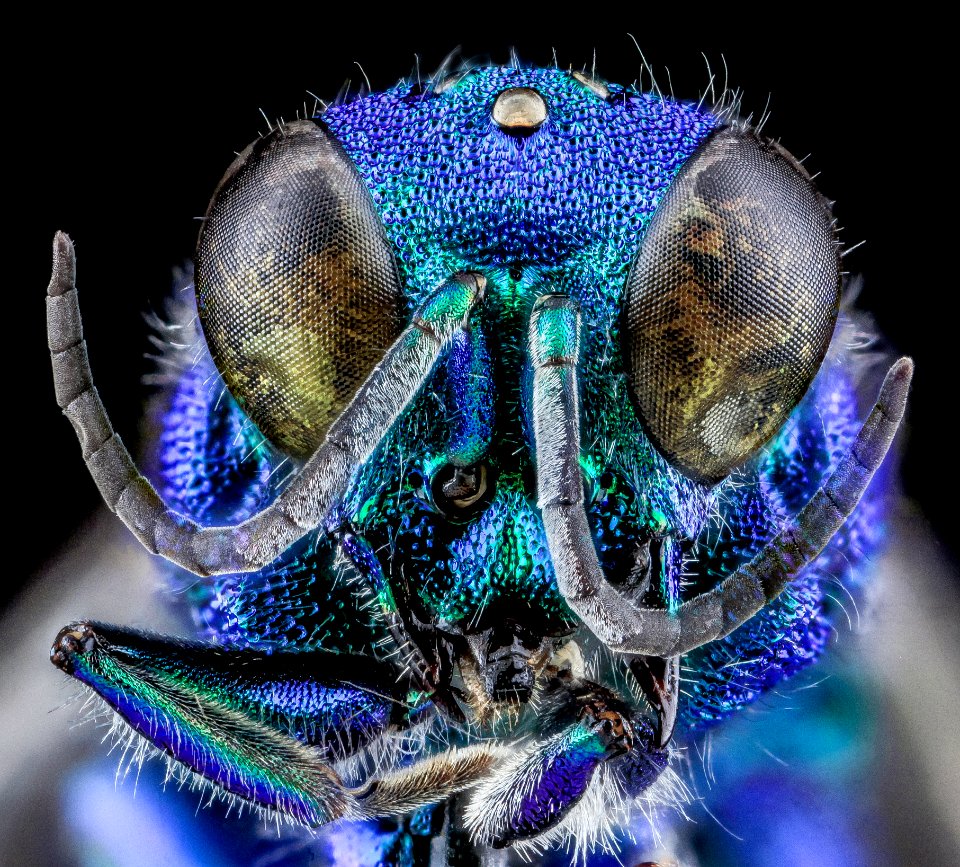 Chrysidid Wasp, U, Face, UT, Utah County 2013-08-09-16.56.13 ZS PMax