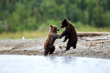 Bear cubs on shore photo
