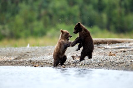 Bear cubs on shore