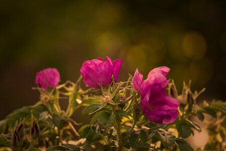 Summer blossom bloom