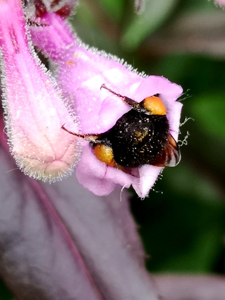 Bee visiting beardtongue (Penstemon x Dark Towers)