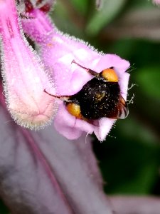 Bee visiting beardtongue (Penstemon x Dark Towers) photo