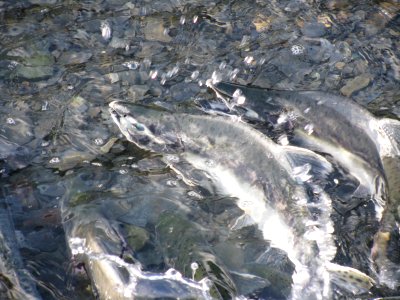 Pink Salmon, Valdez