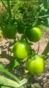 Baylor Paste tomatoes