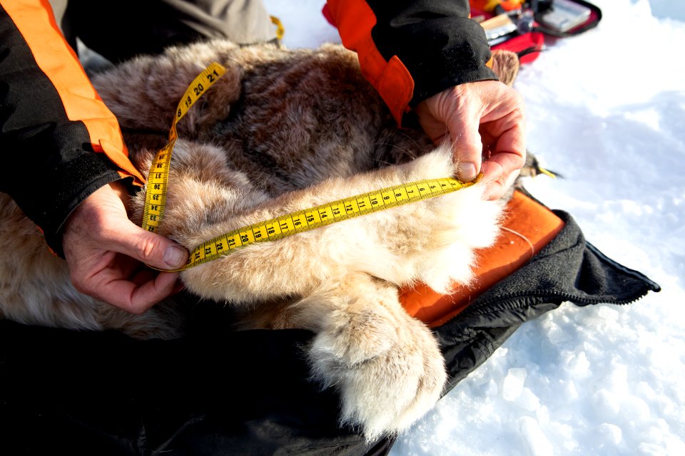 Lynx Project At Yukon Flats National Wildlife Refuge