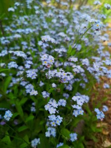 Forget me nots photo