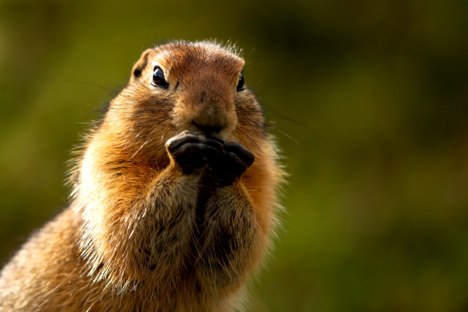 Arctic ground squirrel