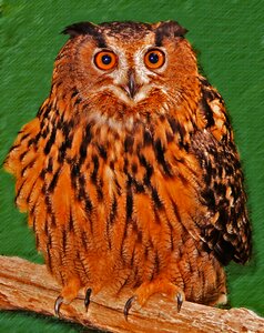 Nocturnal nature animal