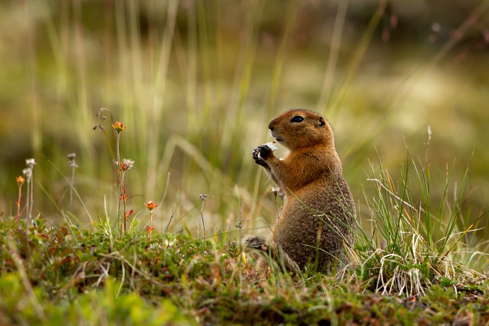 Arctic ground squirrel eats a mushroom