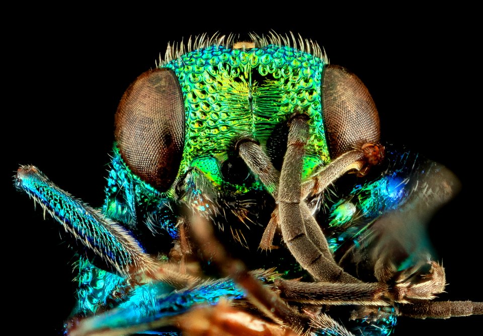 Hedychridium dimidiatum, U, Face, MD, Baltimore County 2014-03-18-14.18.12 ZS PMax