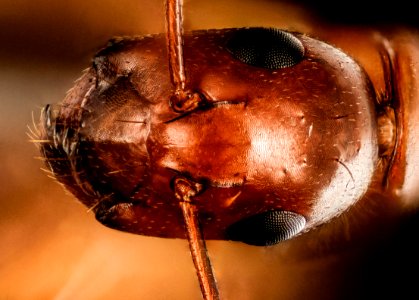 ant, dod, pomonkey 2015-05-24-19.10.54 ZS PMax