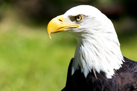 Bald eagle