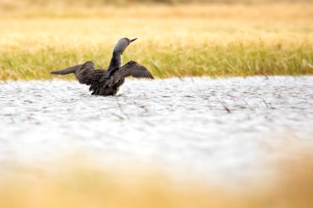 Arctic Bird Fest 2019