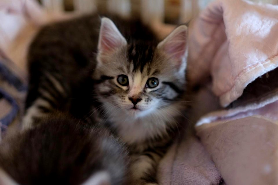Chatons GALIT 13.12.2015 - Février 2016