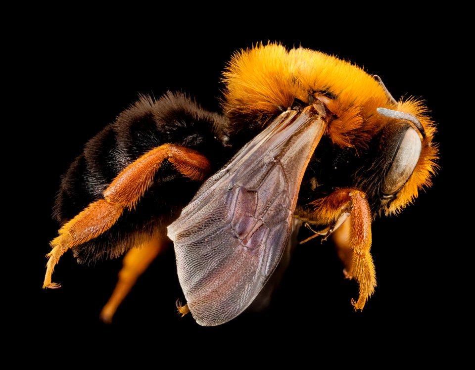 Megachile Chalicodoma species, f, morocco, side 2014-08-14-13.13.45 ZS PMax