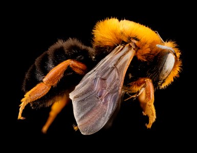 Megachile Chalicodoma species, f, morocco, side 2014-08-14-13.13.45 ZS PMax photo