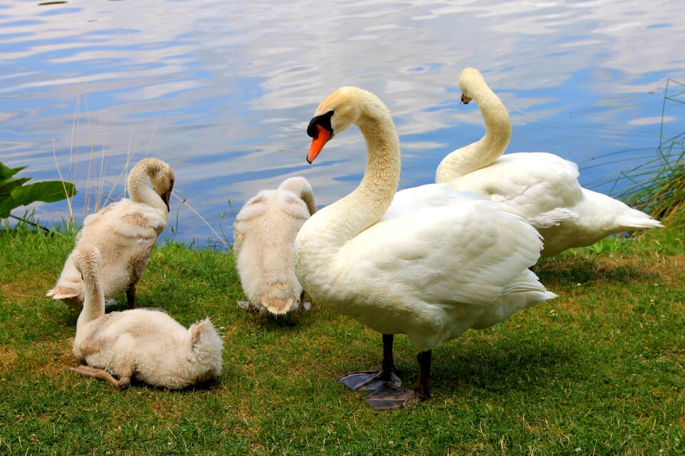 Animals family majestic
