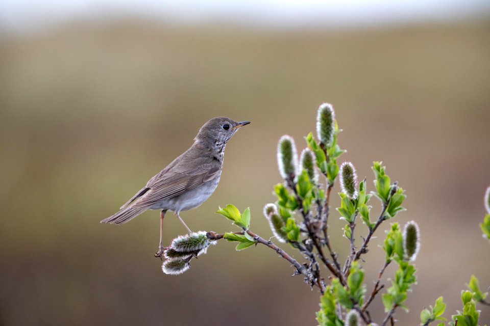 Gray-cheeked thrush