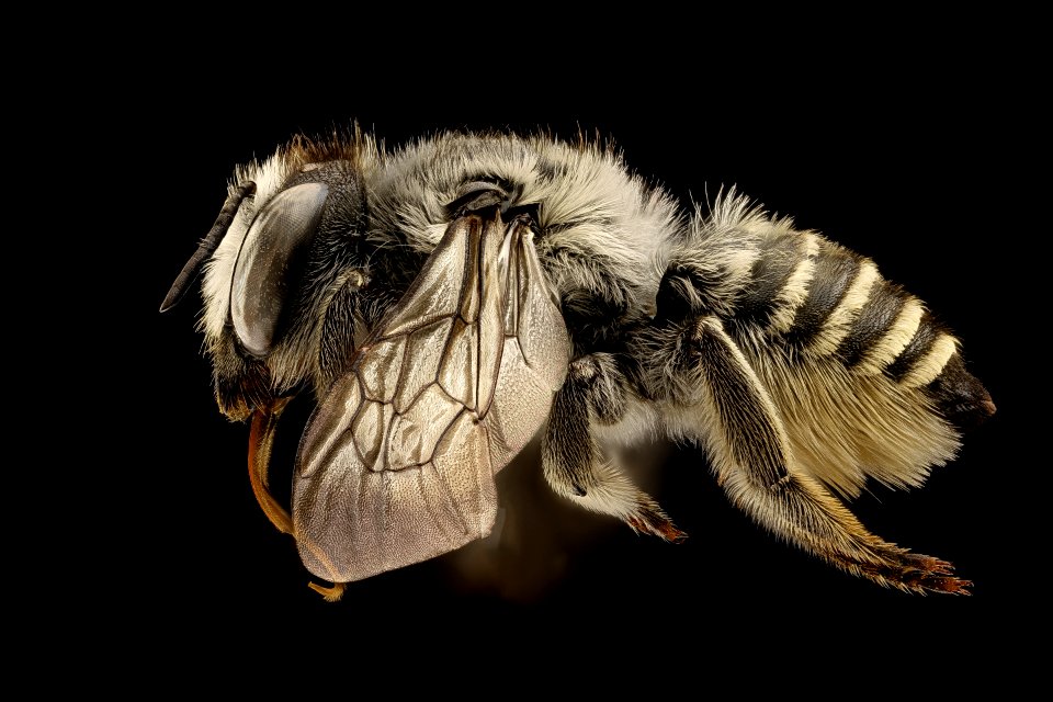 Megachile coquilletti, f, left,Yolo Co, CA 2019-03-23-18.16.19 ZS PMax UDR