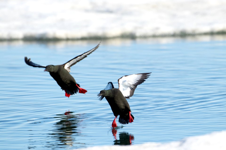 Black guillemot landing