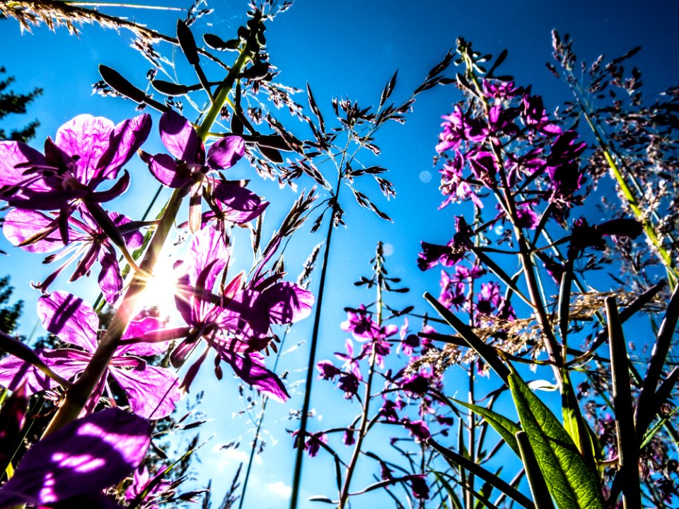A view through fireweed