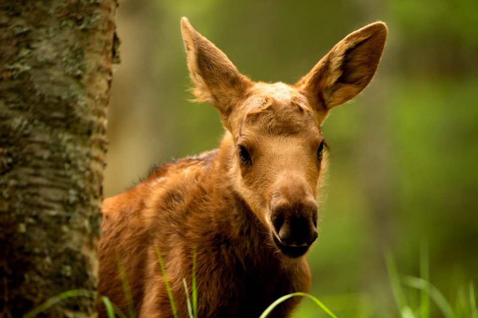 Moose calf