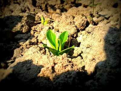 Seedling growth growing