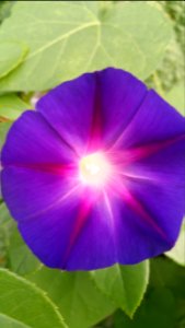 Grandpa Ott's morning glory