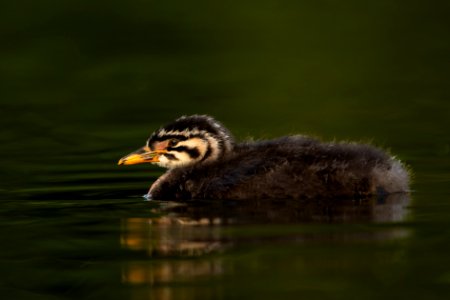 Juvenile red-necked grebe