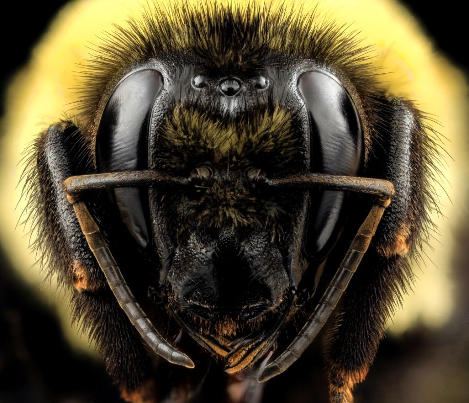 Bombus griseocollis, Queen, face, DC 2014-04-24-15.06.38 ZS PMax