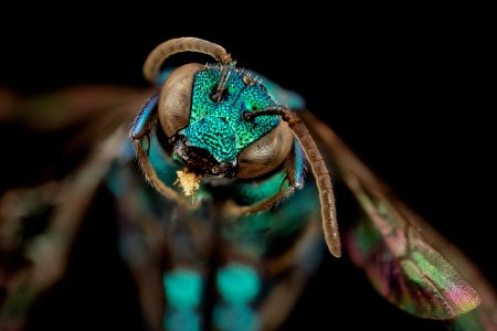 bee bright geeen, m, argentina, face2 2014-08-07-17.21.49 ZS PMax photo