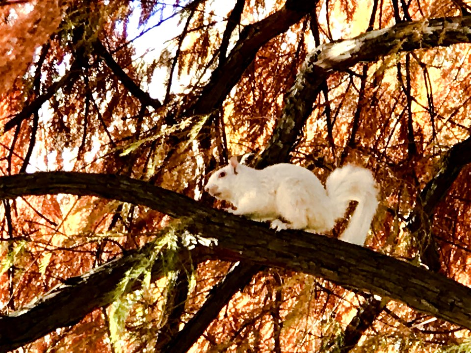 20181127-OC-LSC-0003 Albino Squirrel