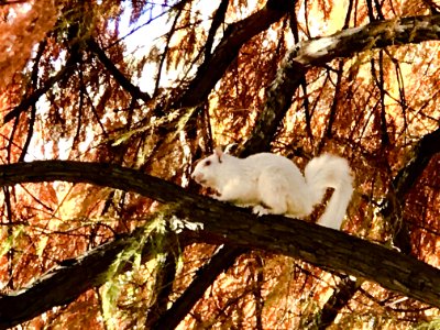 20181127-OC-LSC-0003 Albino Squirrel photo