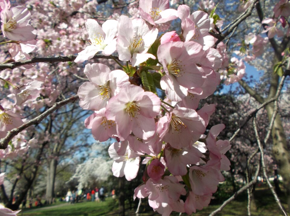 Dc blossom washington dc