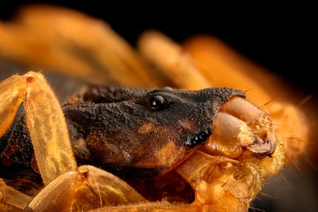Centruroides vittatus, Arkansas, face, FT 2016-05-10-16.54