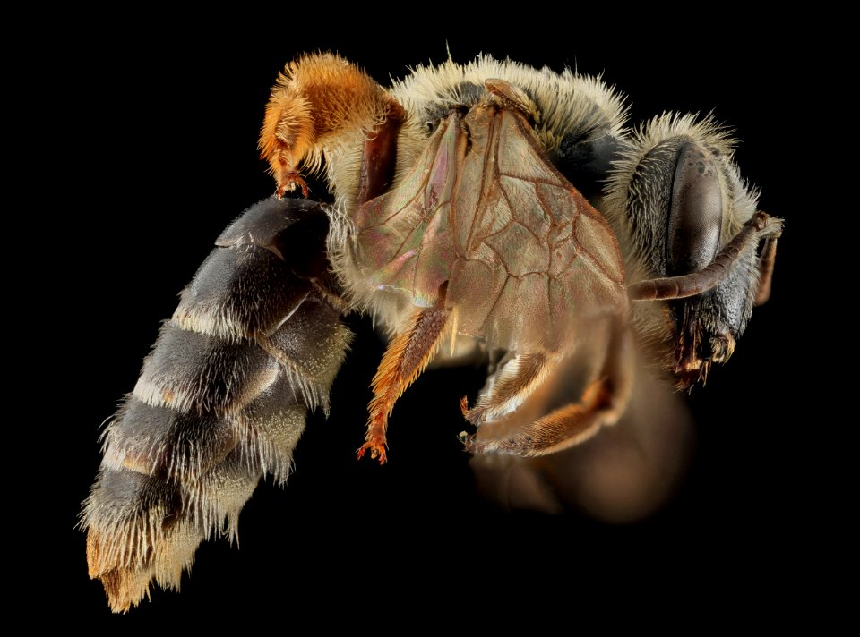 Andrena cragini, F, Side, Pennington Co, SD 2013-12-11-11.26.06 ZS PMax