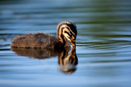 Juvenile red-necked grebe looks for fish