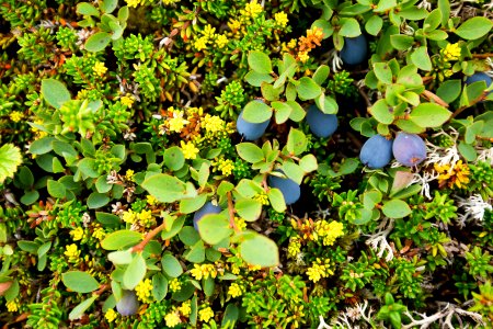 Alpine Blueberry